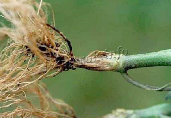 Фото корневой гнили фикуса