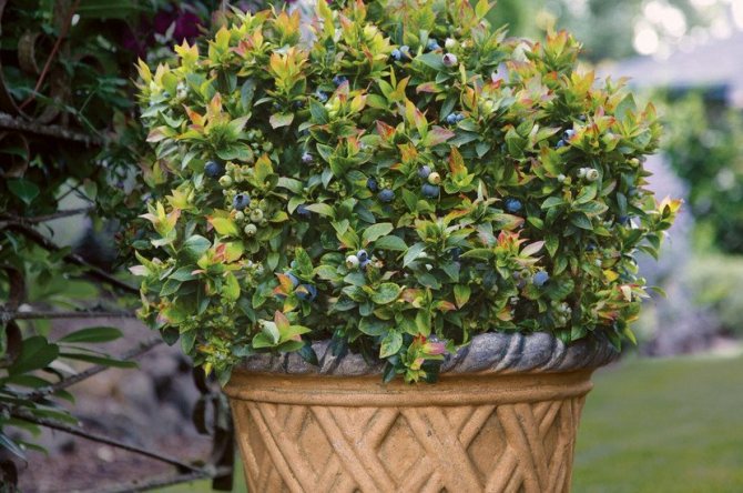 Голубика в горшке