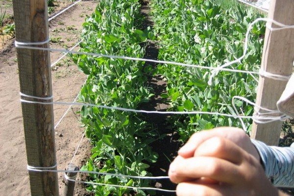 горох не требующий подвязки