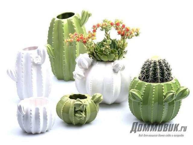 горшки для кактусов
