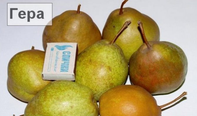 груша гера описание сорта