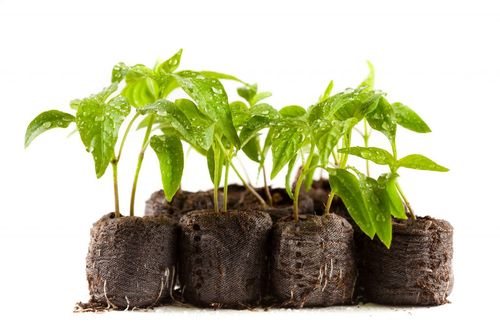 Инструкция как выращивать рассаду в пеленках