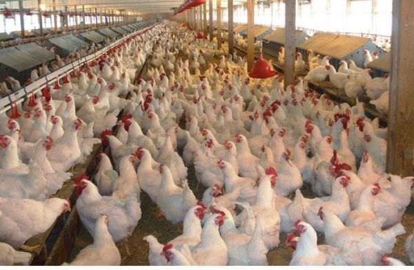 Исскусственная линька сокращает затраты фермера