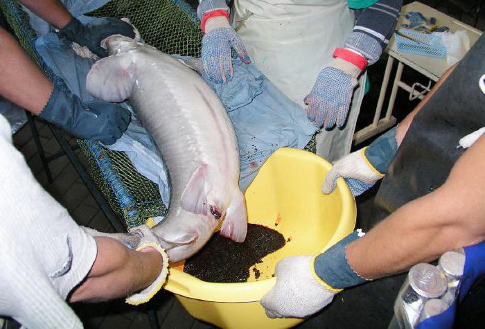 как отличить натуральную икру от искусственной