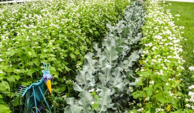 Как вырастить гречку на даче?