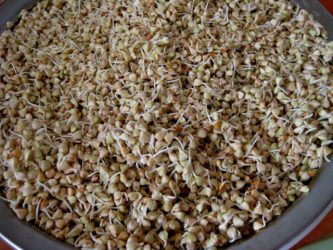 Как вырастить гречку на даче?