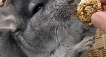 Какие семечки можно давать шиншиллам, а какие нельзя