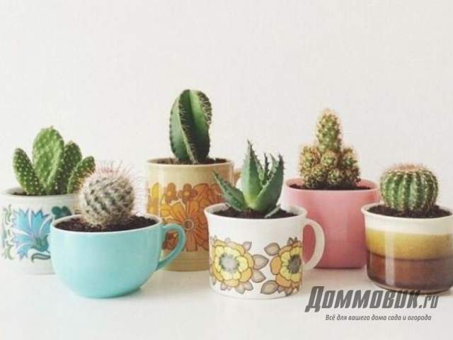 кактусы в чашках