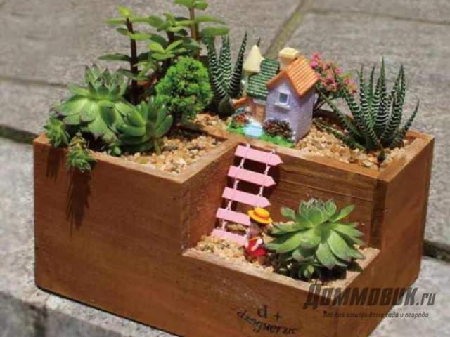 кактусы в деревянной коробке