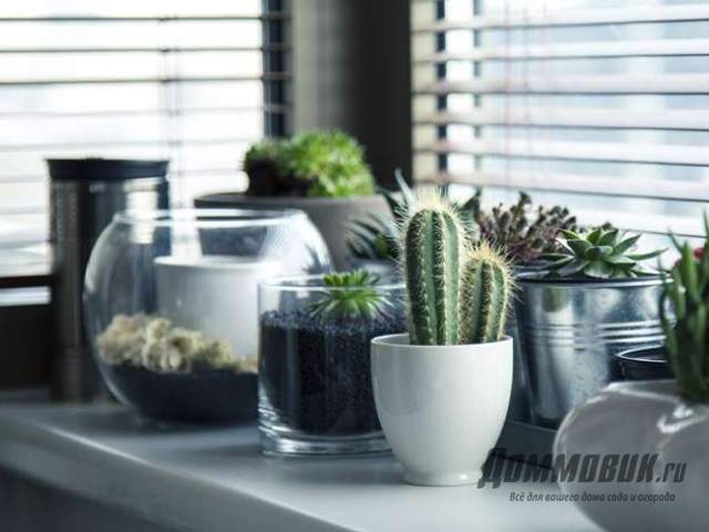 кактусы в разных горшках