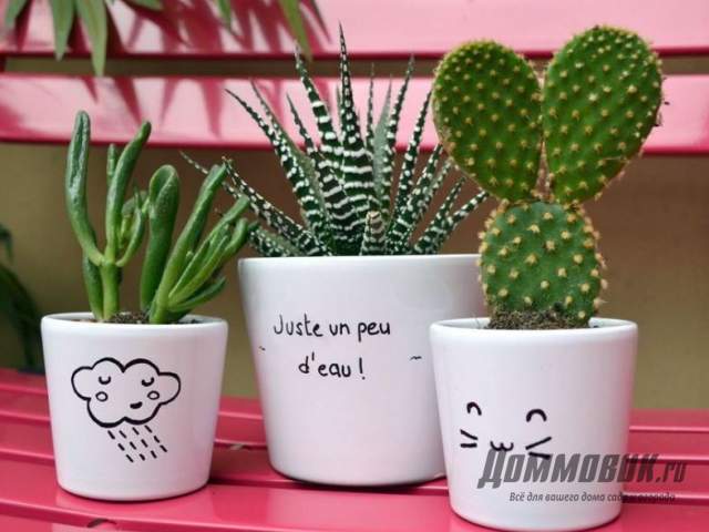 керамические горшки для кактусов