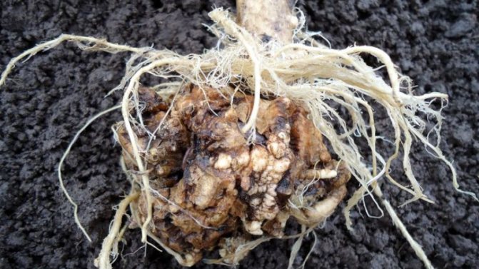 Кила на корнях капусты