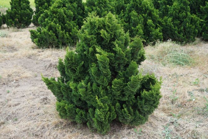 Кипарисовик