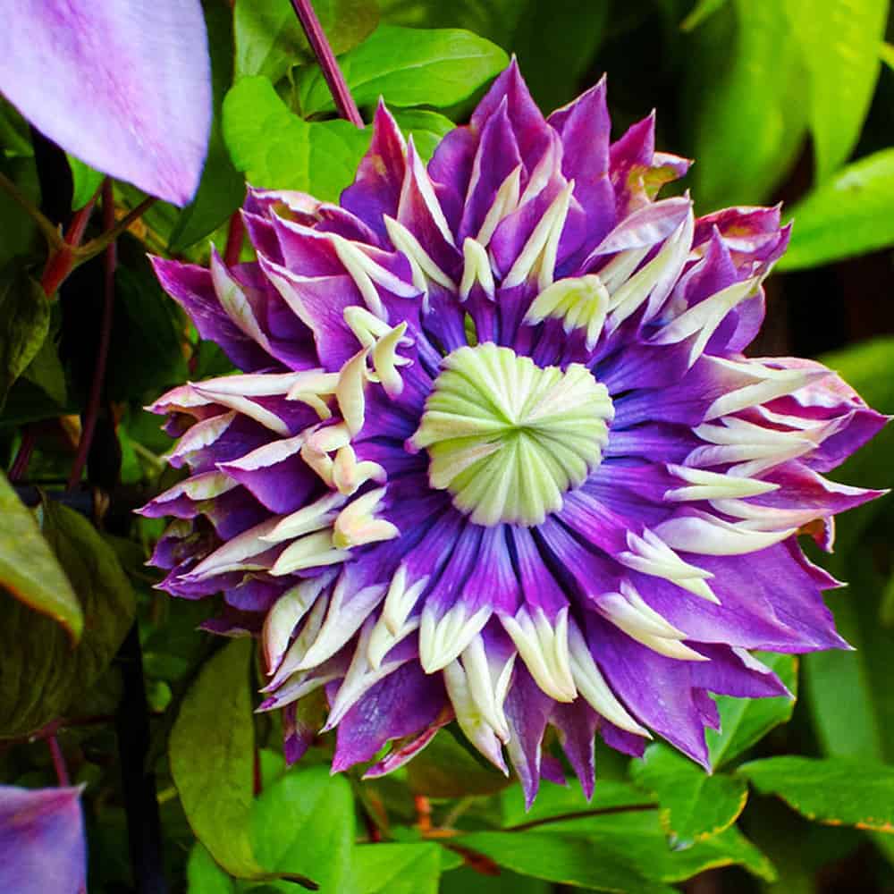 Клематис Тайга (Clematis Taiga): описание и фото гибридного сорта особенности посадки, размножения, ухода и обрезки