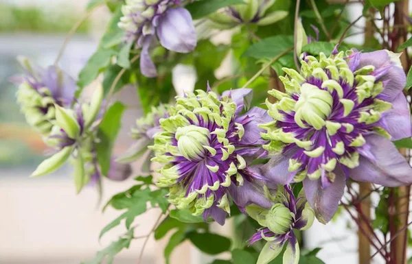 Клематис Тайга (Clematis Taiga): описание и фото гибридного сорта особенности посадки, размножения, ухода и обрезки