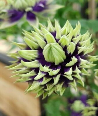 Клематис Тайга (Clematis Taiga): описание и фото гибридного сорта особенности посадки, размножения, ухода и обрезки