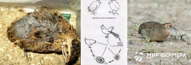 Кокцидиоз перепелов симптомы и лечение