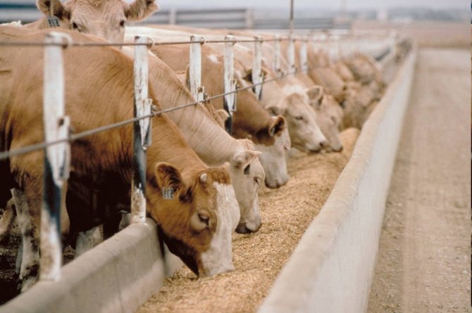 Количество комбикорма для коров