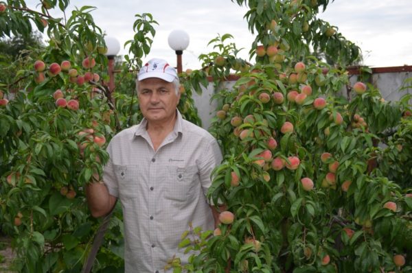 Колоновидные персики посадка и уход