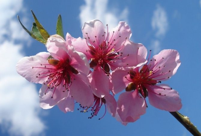 Колоновидные плодовые деревья высаживаются не только для получения урожая, но и в декоративных целях