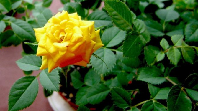 Комнатная роза