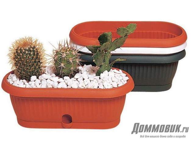 контейнеры для кактусов