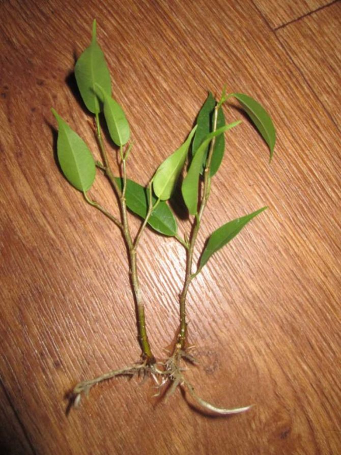 корешки-фикуса-бенджамина