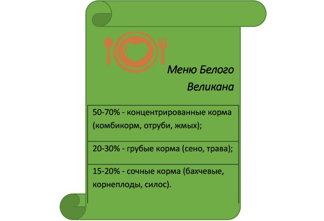 Кормление и рацион белого кролика