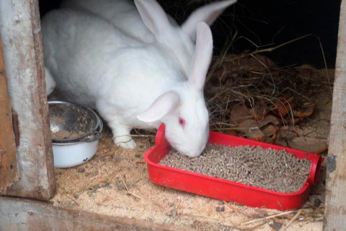 кормление кролика