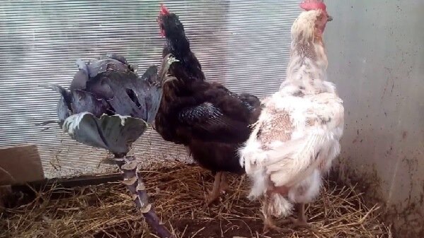 Кормление кур несушек в период линьки.