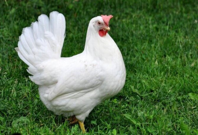 Курица породы леггорн