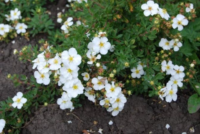 курильский чай