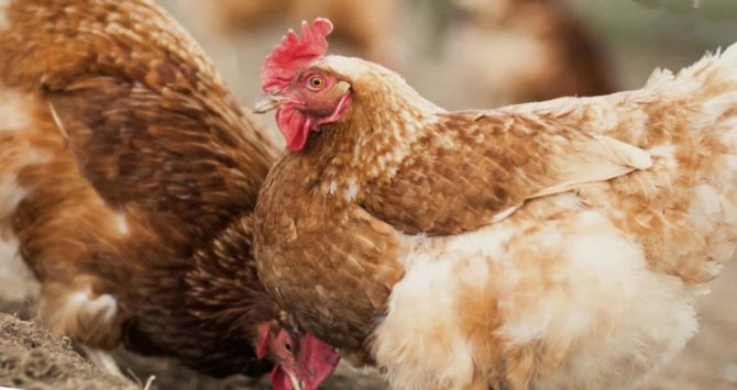 Курочки Тетра