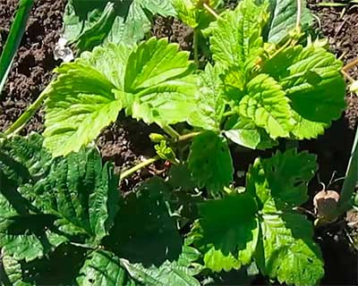 Куст-клубники-Максим-фото