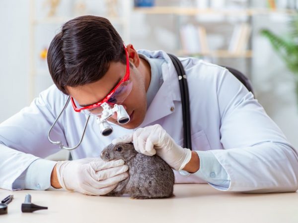 Лечение конъюнктивита у кроликов