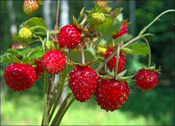 Лесная земляника