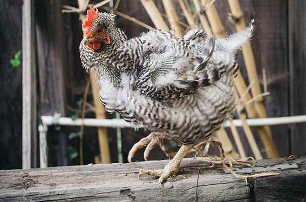 линяющая курица