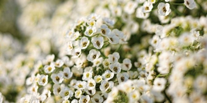 Лобулярия: посадка в открытый грунт