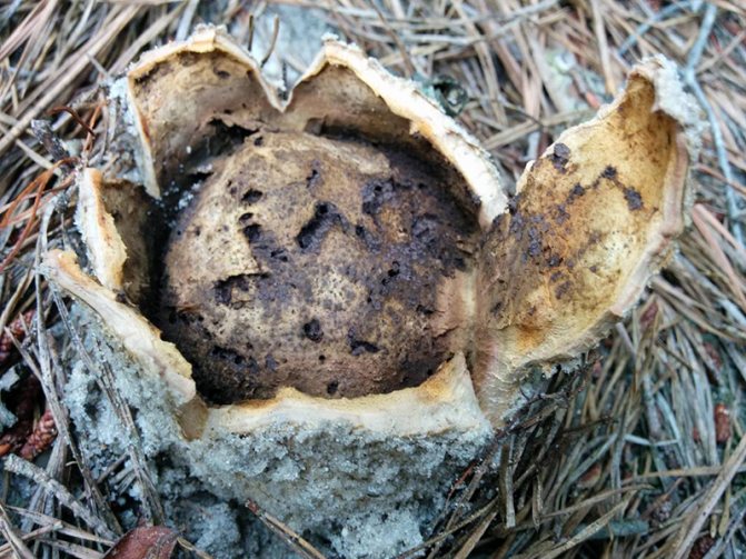 Ложнодождевик звездчатый