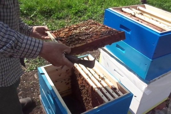 Многокорпусный улей