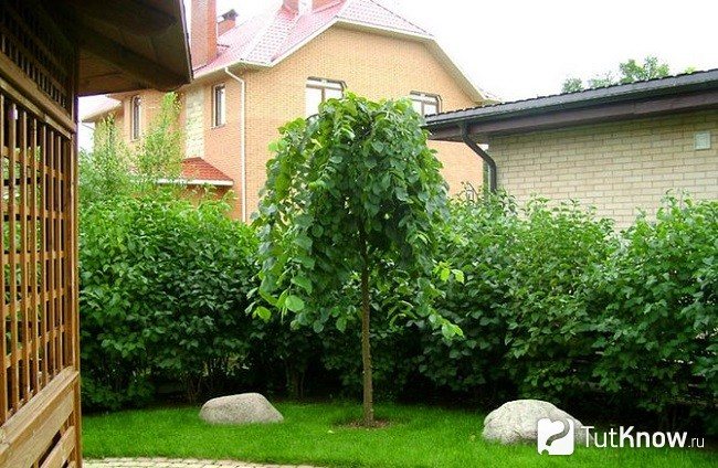 Молодое дерево ильм