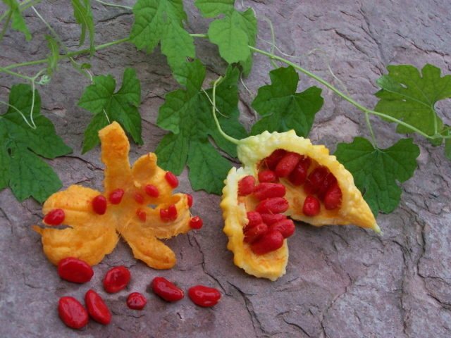 Момордика полезные свойства и противопоказания