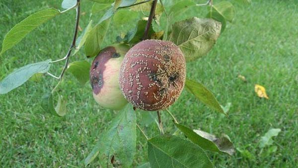 монилиоз яблони