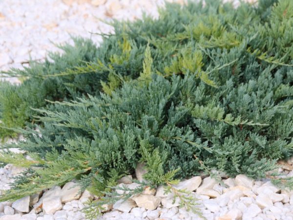 Можжевельник Блю Чип — уникальный чешуйчатый хвойник