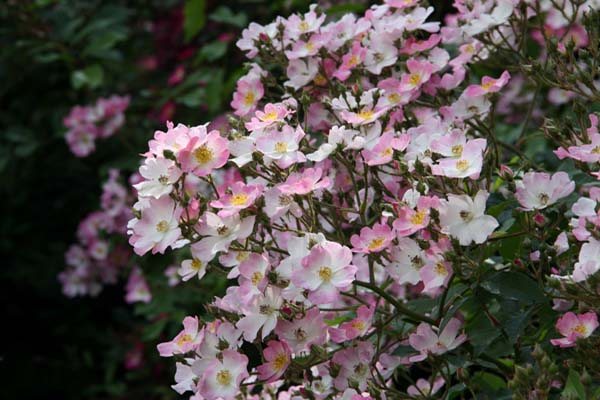 мускусная роза балерина