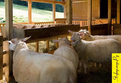 Нормы размещения сельскохозяйственных животных в помещениях. Кормушки для овец.