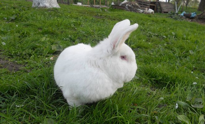 Новозеландский Белый крол