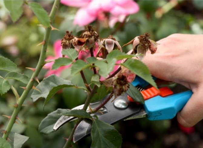 Обрезка — важный этап в уходе за розами
