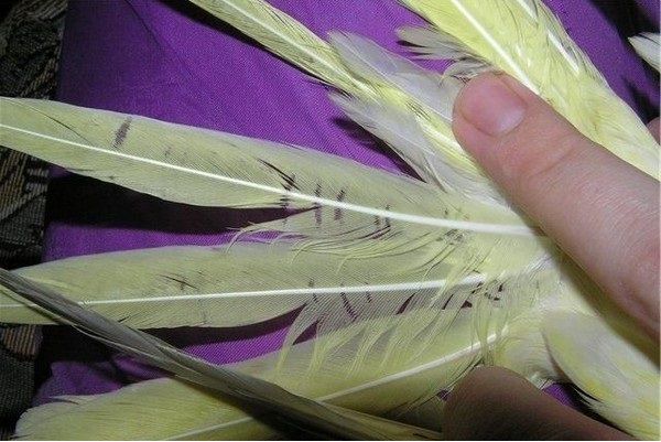 Один из симптомов заражения пухопероедами — борозды на перьях