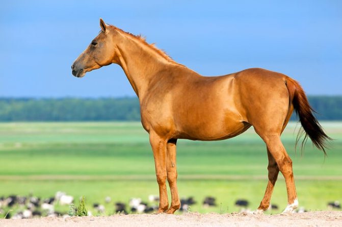 «Огненные» лошади